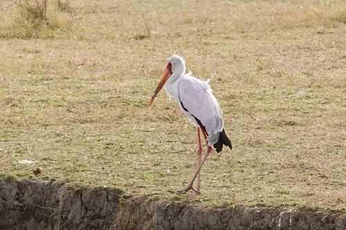 Yellow-billed Stork