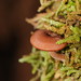Lentinellus tasmanicus - Photo (c) Reiner Richter, algunos derechos reservados (CC BY-NC-SA), subido por Reiner Richter