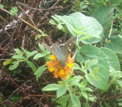 Urbanus proteus