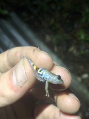 Pristimantis ventrimarmoratus