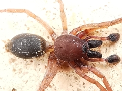 Haplodrassus