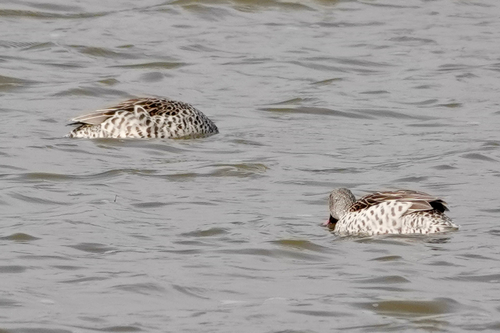 Cape Teal