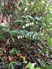 Polygonatum arisanense