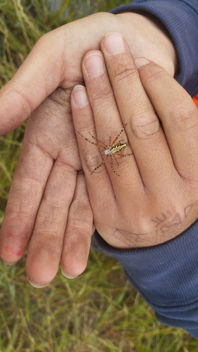 Oak Spider