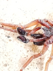Haplodrassus
