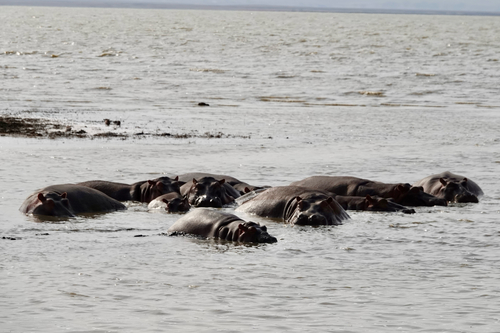 Common Hippopotamus