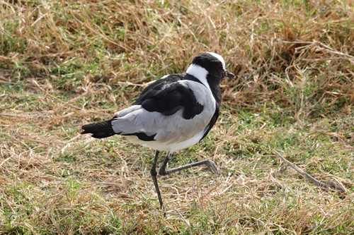 Blacksmith Lapwing