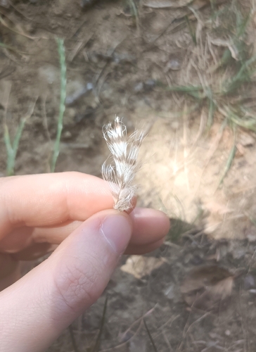 Plume de Épervier d'Europe