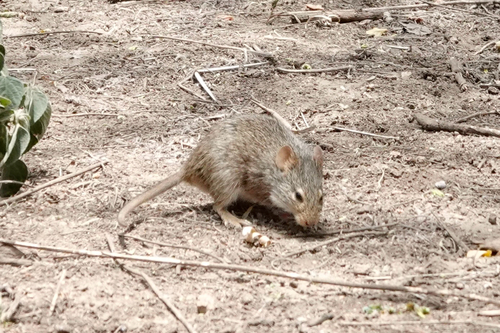Nile Grass Rat