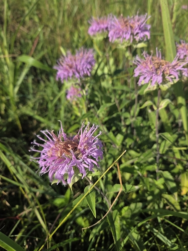 wild bergamot