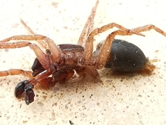Haplodrassus