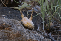 Cyphostemma bainesii