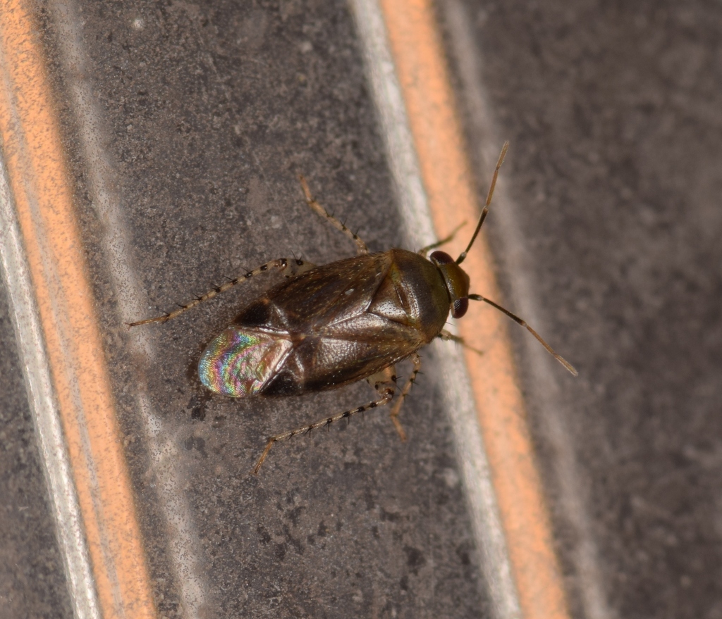 Campylomma oertzenii