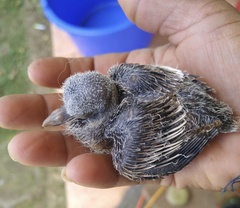 Tyrannus dominicensis