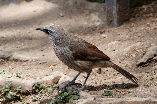 Black-lored Babbler