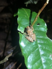 Pristimantis prolatus