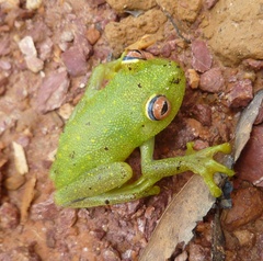 Boana cinerascens