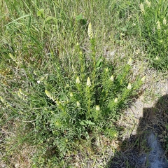 Reseda lutea