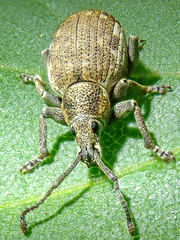 Peritelus sphaeroides