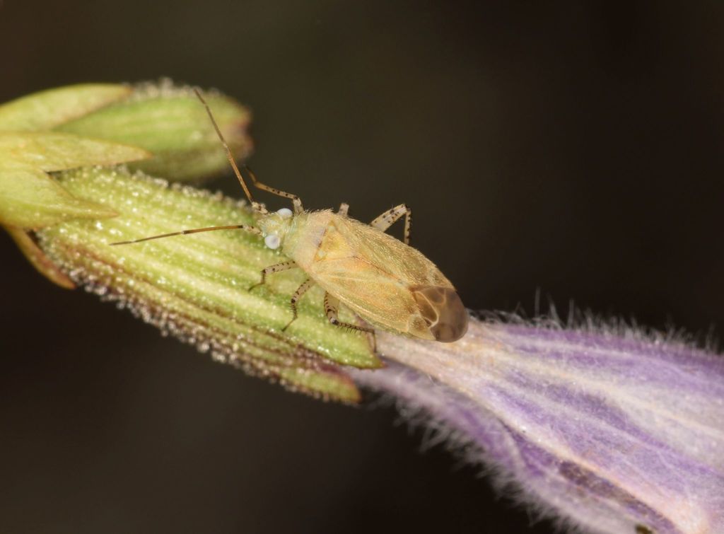 Chlorillus
