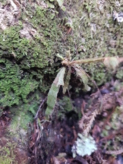 Notogrammitis pseudociliata