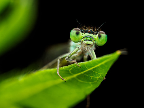 Blue-tailed Damselfly