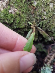 Notogrammitis pseudociliata