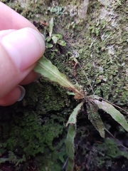 Notogrammitis pseudociliata