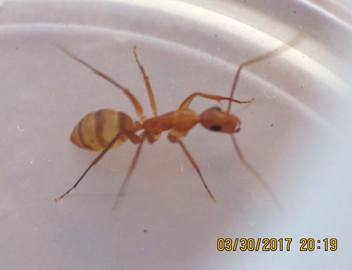 Hawaiian Carpenter Ant