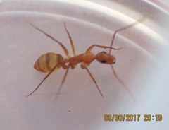 Camponotus variegatus