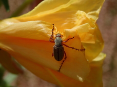 Macrodactylus uniformis