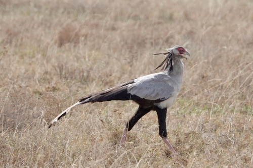 Secretarybird