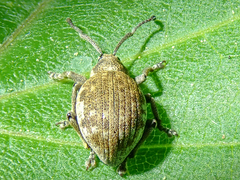 Peritelus sphaeroides