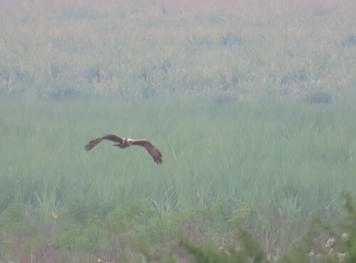 iNaturalist image