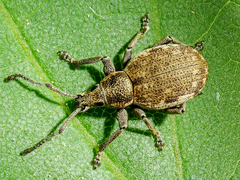 Peritelus sphaeroides