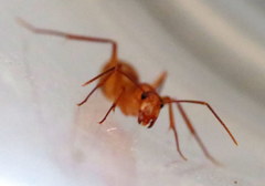 Camponotus variegatus