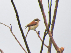 Lanius collurioides