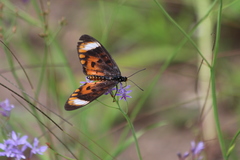 Acraea acara acara