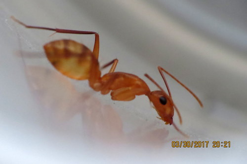 Hawaiian Carpenter Ant