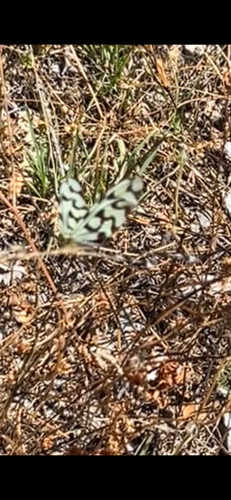 Sinuated Spoonwing