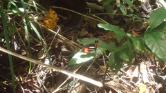 Heliconius erato