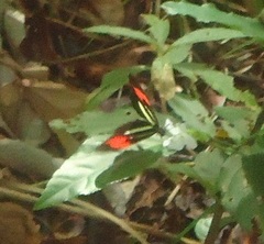 Heliconius erato