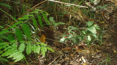 Heliconius erato