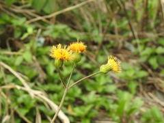 Gynura divaricata