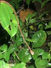 Imantodes lentiferus