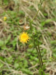 Gynura divaricata