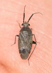 Heterocapillus tigripes