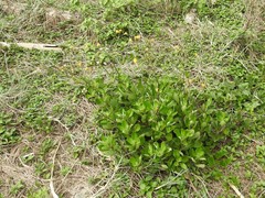 Gynura divaricata
