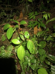 Imantodes lentiferus