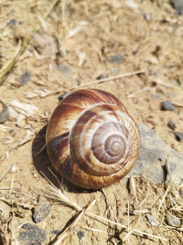 Turkish Snail